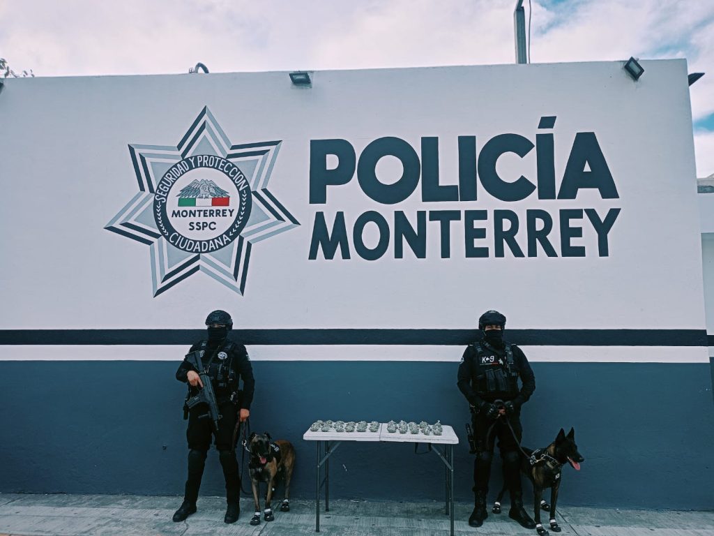 marihuana abandonada, binomio canino, policía de monterrey, estrategia Escudo