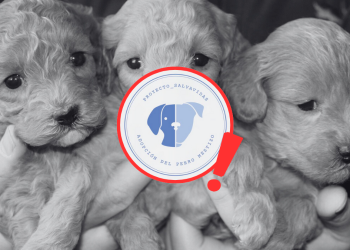 Proyecto Salvavidas adopciones de mascotas, fraude, San Pedro, rescate, no rescatan