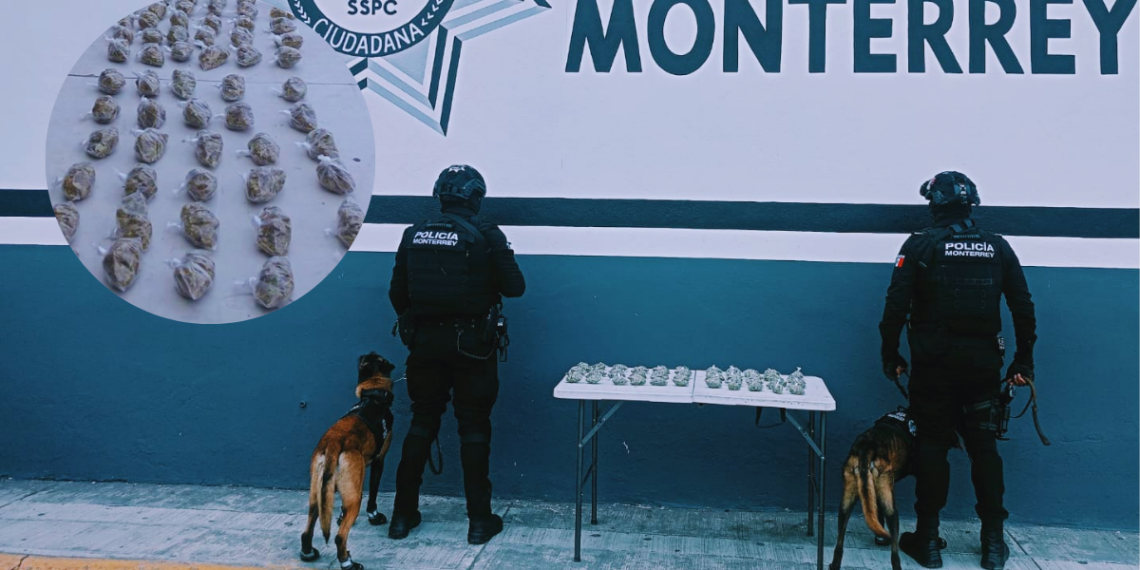 marihuana abandonada, binomio canino, policía de monterrey, estrategia Escudo