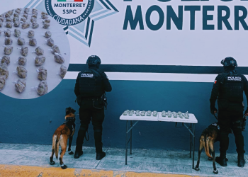 marihuana abandonada, binomio canino, policía de monterrey, estrategia Escudo