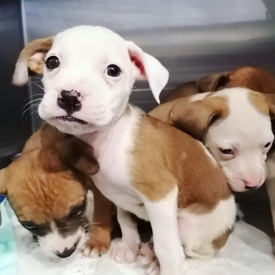 adopción en monterrey
Monterrey, dónde adoptar, perritos, gatos