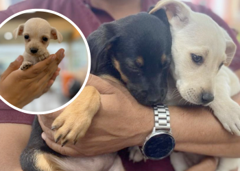 adopción en monterrey Monterrey, donde adoptar, perros, gatos