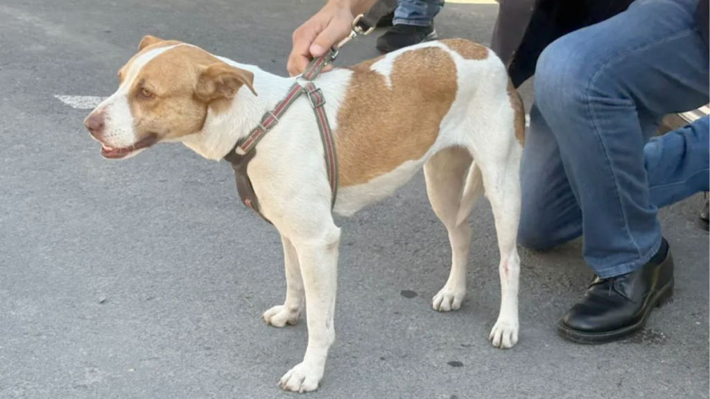 perrita-maratonera-Runner-adopción-responsable-Parque-Fundidora-Monterrey