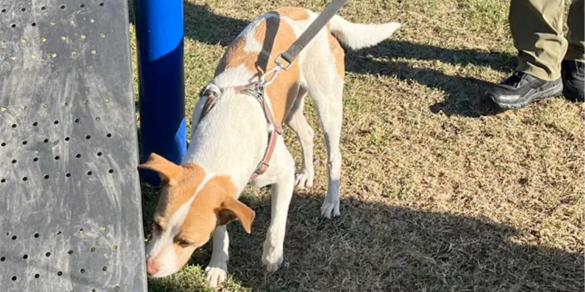 perrita-maratonera-Runner-adopción-responsable-Parque-Fundidora-Monterrey