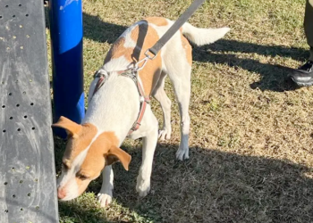 perrita-maratonera-Runner-adopción-responsable-Parque-Fundidora-Monterrey