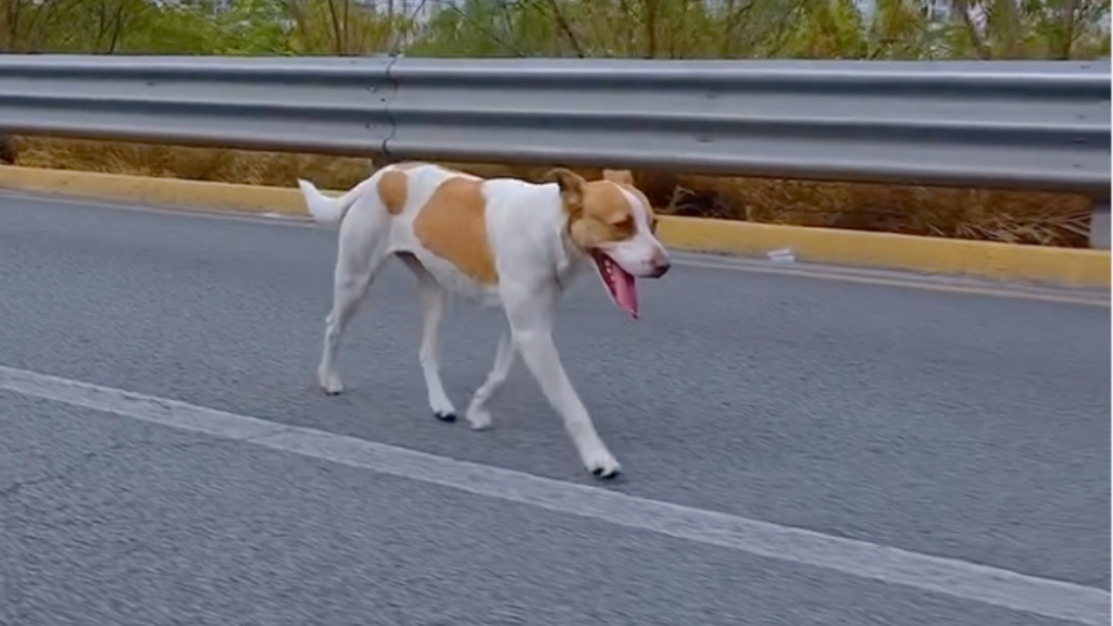 perrita-maratonera-Runner-adopción-responsable-Parque-Fundidora-Monterrey