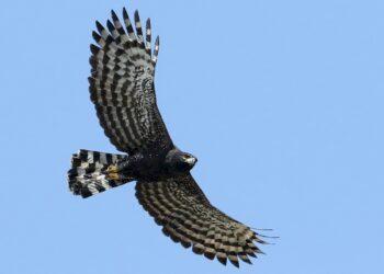 Logran histórico avistamiento de Águila tirana en Querétaro