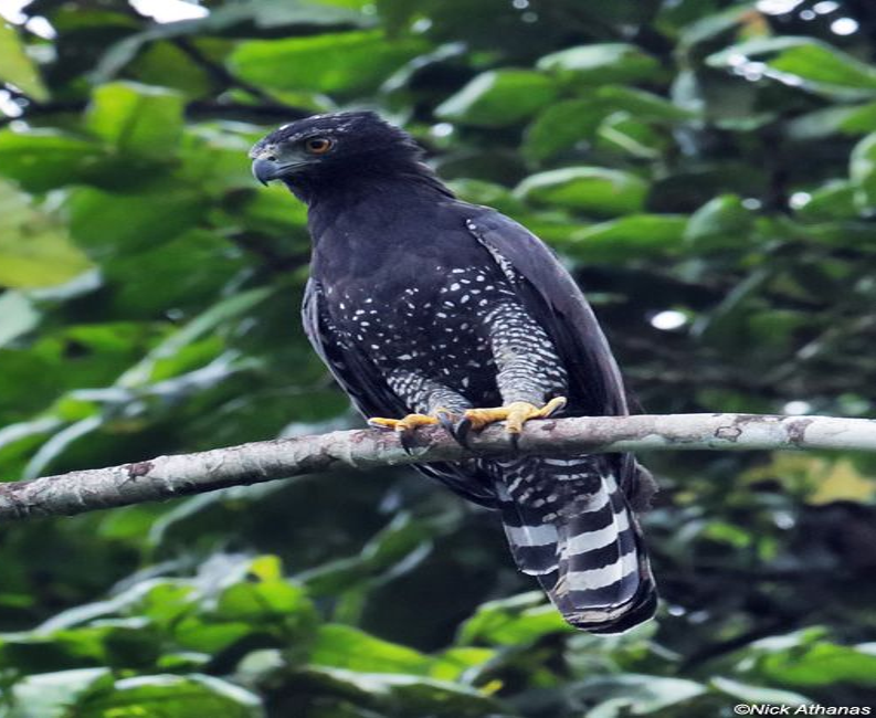 águila tirana vista en querétaro