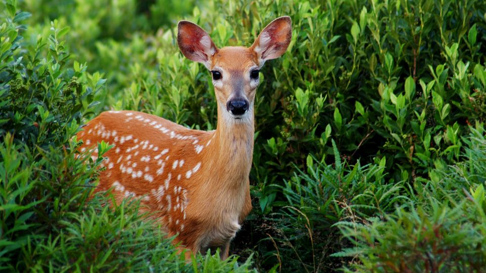 Protección de los cervatillos en Chipinque, fauna silvestre de nuevo león